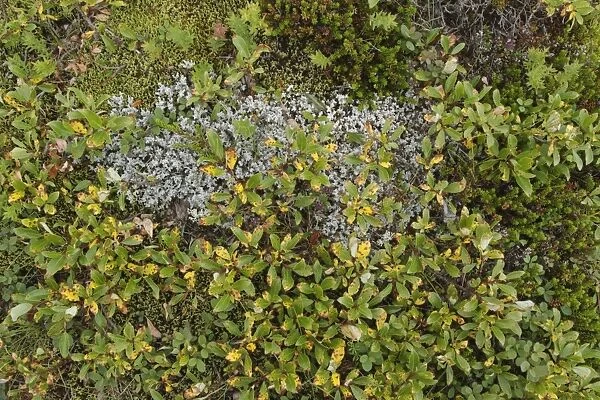 Northern Bilberry (Vaccinium uliginosum) growing amongst moss, Iceland, August
