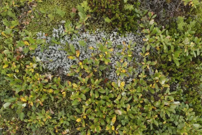 Framed Print : Northern Bilberry (Vaccinium uliginosum) growing amongst moss, Iceland, August Framed Print : Northern Bilberry (Vaccinium uliginosum) growing amongst moss, Iceland, August