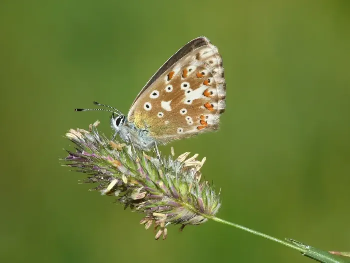 Framed Print : Northern Brown Argus (Aricia artaxerxes) adult, resting on grass flowerhead, Formazza Valley, Italian Alps, Piedmont