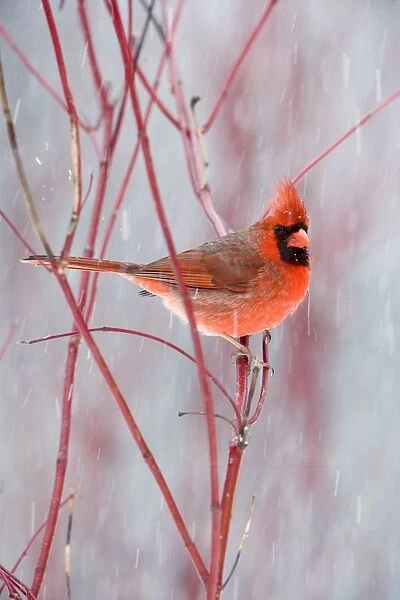 Northern Cardinal (Cardinalis cardinalis) adult male, perched on red twig in snowfall, U. S. A. winter