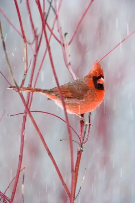Framed Print : Northern Cardinal (Cardinalis cardinalis) adult male, perched on red twig in snowfall, U. S. A. winter