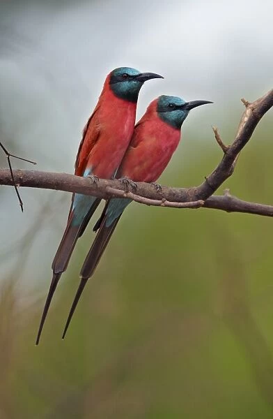 Northern Carmine Bee-eater (Merops nubicus) adult pair, perched on branch, Niokolo-Koba, Senegal, october