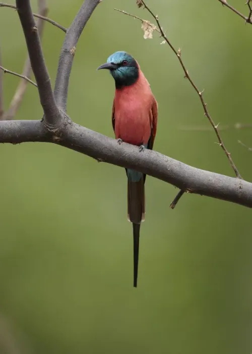 Framed Print : Northern Carmine Bee-eater (Merops nubicus) adult, perched on branch, Niokolo-Koba, Senegal, october