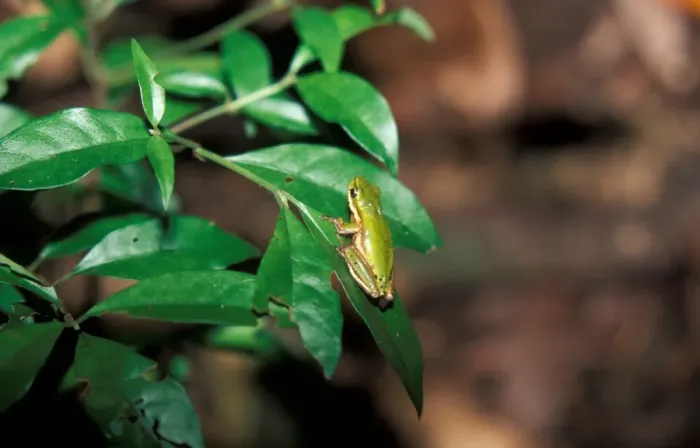 Framed Print : Northern Dwarf Tree Frog (Litoria bicolor)