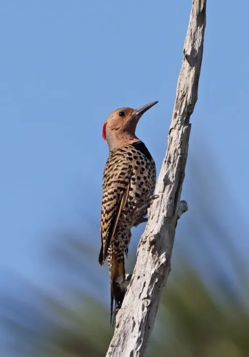 Framed Print : Northern Flicker (Colaptes auratus chrysocaulosus) adult female, clinging to dead branch, Zapata Peninsula Framed Print : Northern Flicker (Colaptes auratus chrysocaulosus) adult female, clinging to dead branch, Zapata Peninsula