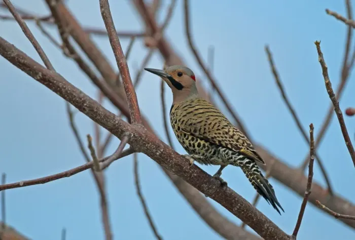 Framed Print : Northern Flicker (Colaptes auratus chrysocaulosus) adult male, perched on branch, Cayo Coco, Jardines del Rey Framed Print : Northern Flicker (Colaptes auratus chrysocaulosus) adult male, perched on branch, Cayo Coco, Jardines del Rey