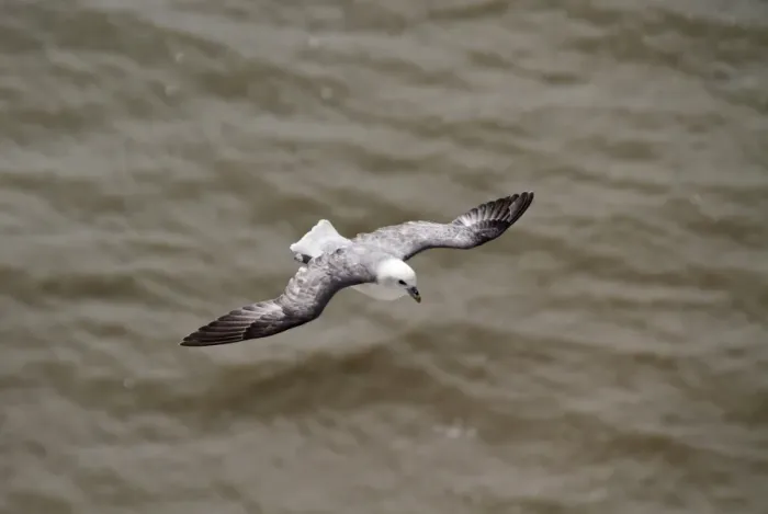 Framed Print : Northern Fulmar in flight Framed Print : Northern Fulmar in flight