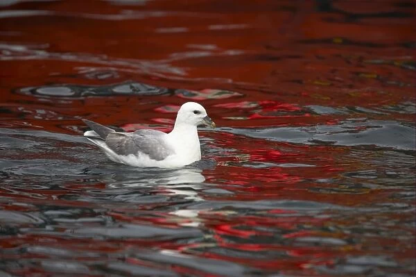 Northern Fulmar (Fulmaris glacialis) adult, swimming at sea with water reflecting red boat, Unst, Shetland Islands, Scotland