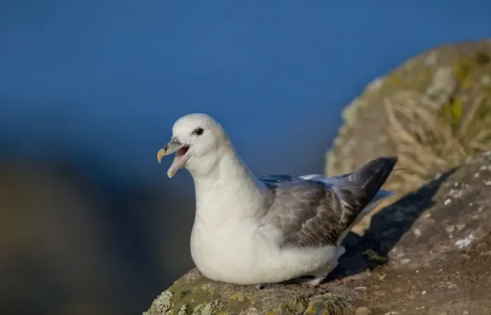 Framed Print : Northern Fulmar (Fulmaris glacialis) adult, calling, Isle of May, Firth of Forth, Scotland, july Framed Print : Northern Fulmar (Fulmaris glacialis) adult, calling, Isle of May, Firth of Forth, Scotland, july