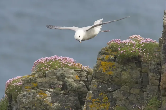 Framed Print : Northern Fulmar (Fulmaris glacialis) adult, in flight over clifftop, Sumburgh Head, Shetland Islands, Scotland Framed Print : Northern Fulmar (Fulmaris glacialis) adult, in flight over clifftop, Sumburgh Head, Shetland Islands, Scotland