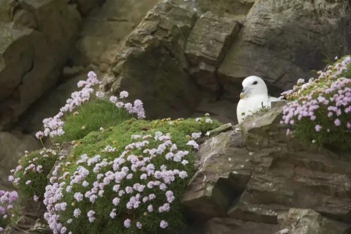 Framed Print : Northern Fulmar (Fulmaris glacialis) adult, sitting on nest, on thrift covered cliff ledge, Sumburgh Head, Shetland Islands, Scotland Framed Print : Northern Fulmar (Fulmaris glacialis) adult, sitting on nest, on thrift covered cliff ledge, Sumburgh Head, Shetland Islands, Scotland