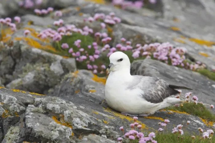 Framed Print : Northern Fulmar (Fulmaris glacialis) adult, sitting on thrift covered clifftop, Mousa Island, Shetland Islands, Scotland Framed Print : Northern Fulmar (Fulmaris glacialis) adult, sitting on thrift covered clifftop, Mousa Island, Shetland Islands, Scotland