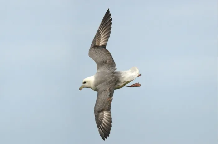 Framed Print : Northern Fulmar (Fulmaris glacialis) adult, in flight, soaring over coastal cliffs, Skomer Island, Pembrokeshire, Wales, may Framed Print : Northern Fulmar (Fulmaris glacialis) adult, in flight, soaring over coastal cliffs, Skomer Island, Pembrokeshire, Wales, may