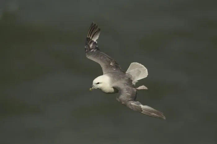 Framed Print : Northern Fulmar (Fulmaris glacialis) adult, in flight, Bempton Cliffs RSPB Reserve, East Yorkshire, England, july Framed Print : Northern Fulmar (Fulmaris glacialis) adult, in flight, Bempton Cliffs RSPB Reserve, East Yorkshire, England, july