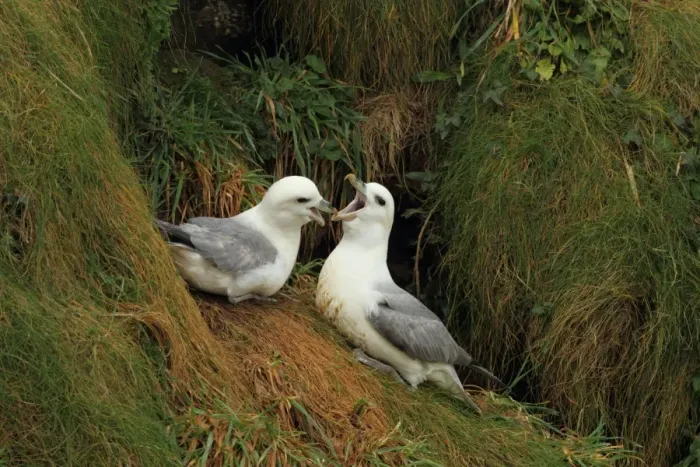 Framed Print : Northern Fulmar (Fulmaris glacialis) adult pair, in courtship display on cliff, Newquay, Cornwall, England, march Framed Print : Northern Fulmar (Fulmaris glacialis) adult pair, in courtship display on cliff, Newquay, Cornwall, England, march