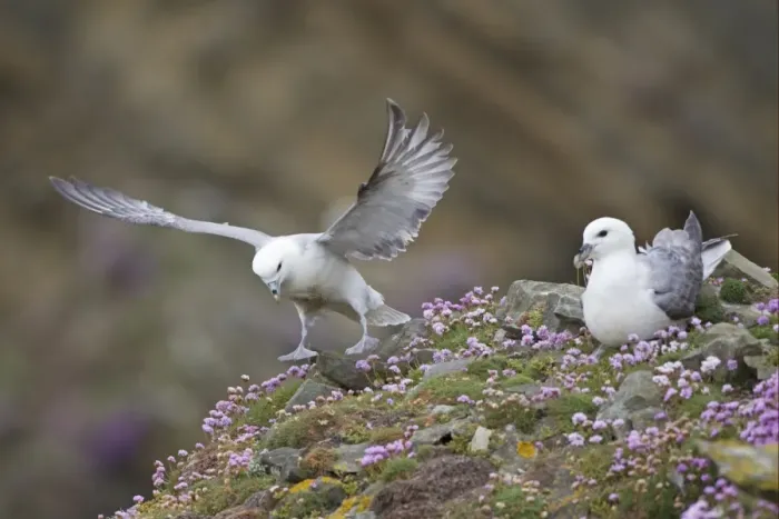 Framed Print : Northern Fulmar (Fulmaris glacialis) two adults, landing and resting amongst thrift, Shetland Islands, Scotland, june Framed Print : Northern Fulmar (Fulmaris glacialis) two adults, landing and resting amongst thrift, Shetland Islands, Scotland, june