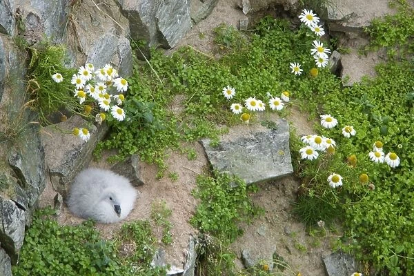 Northern Fulmar (Fulmaris glacialis) chick, sitting at nest on cliff, Durness, Sutherland, Highlands, Scotland, july