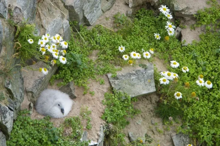 Framed Print : Northern Fulmar (Fulmaris glacialis) chick, sitting at nest on cliff, Durness, Sutherland, Highlands, Scotland, july Framed Print : Northern Fulmar (Fulmaris glacialis) chick, sitting at nest on cliff, Durness, Sutherland, Highlands, Scotland, july