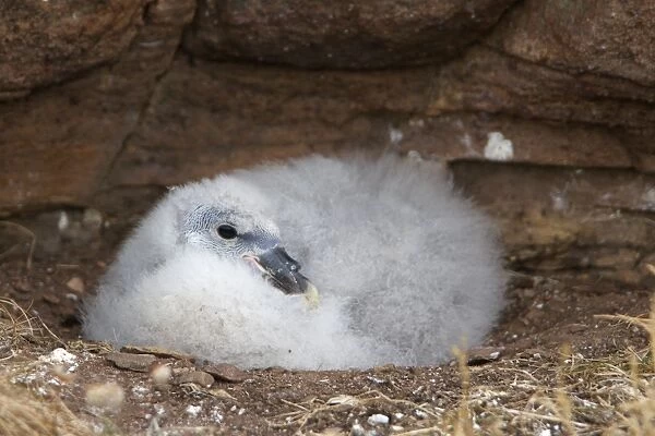 Northern Fulmar (Fulmaris glacialis) chick, sitting in nest on cliff, Handa Island, Sutherland, Highlands, Scotland, july