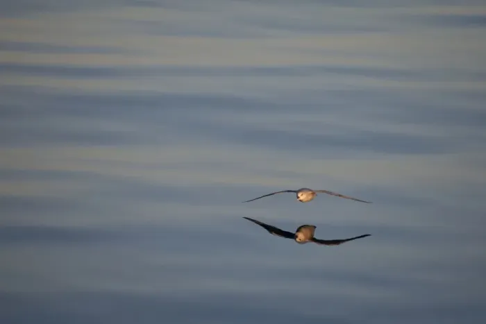 Framed Print : Northern Fulmar (Fulmaris glacialis) dark form, adult, in low flight over sea with reflection, Spitsbergen, Svalbard, august Framed Print : Northern Fulmar (Fulmaris glacialis) dark form, adult, in low flight over sea with reflection, Spitsbergen, Svalbard, august
