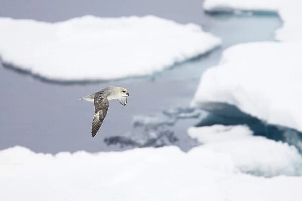 Northern Fulmar (Fulmaris glacialis) dark form, adult, in flight over sea ice, Spitsbergen, Svalbard