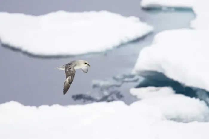 Framed Print : Northern Fulmar (Fulmaris glacialis) dark form, adult, in flight over sea ice, Spitsbergen, Svalbard Framed Print : Northern Fulmar (Fulmaris glacialis) dark form, adult, in flight over sea ice, Spitsbergen, Svalbard