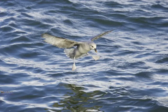 Framed Print : Northern Fulmar (Fulmaris glacialis) dark form, adult, in flight, landing on sea, Spitsbergen, Svalbard