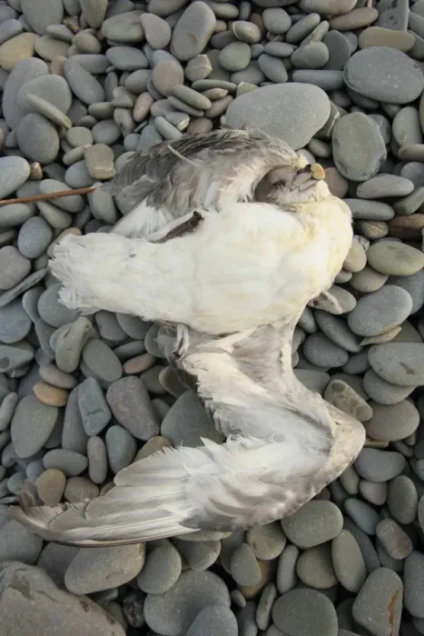 Framed Print : Northern Fulmar (Fulmaris glacialis) dead adult, washed up on pebble beach, Bude, Cornwall, England, january