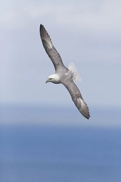 Northern Fulmar (Fulmarus glacialis) adult, in flight over sea, Shetland Islands, Scotland, June