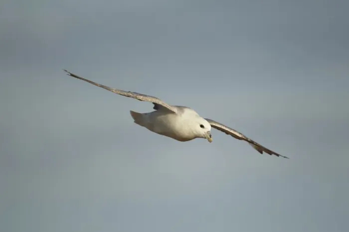Framed Print : Northern Fulmar (Fulmarus glacialis) adult, in flight, gliding on sea breeze, Fair Isle, Shetland Islands, Scotland Framed Print : Northern Fulmar (Fulmarus glacialis) adult, in flight, gliding on sea breeze, Fair Isle, Shetland Islands, Scotland