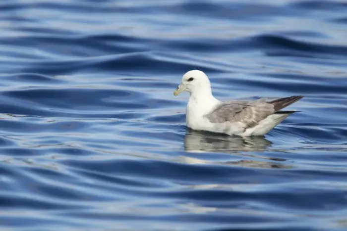 Framed Print : Northern Fulmar (Fulmarus glacialis) adult, swimming at sea, Shetland Islands, Scotland, June Framed Print : Northern Fulmar (Fulmarus glacialis) adult, swimming at sea, Shetland Islands, Scotland, June