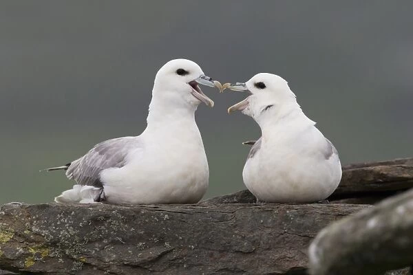 Northern Fulmar (Fulmarus glacialis) adult pair, calling and beak rubbing during courtship display, Shetland Islands