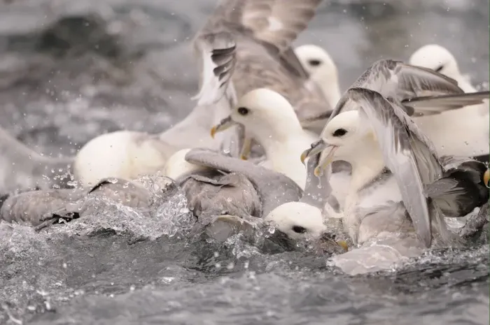 Framed Print : Northern Fulmar (Fulmarus glacialis) adults, group squabbling for food on sea surface, Iceland, June Framed Print : Northern Fulmar (Fulmarus glacialis) adults, group squabbling for food on sea surface, Iceland, June