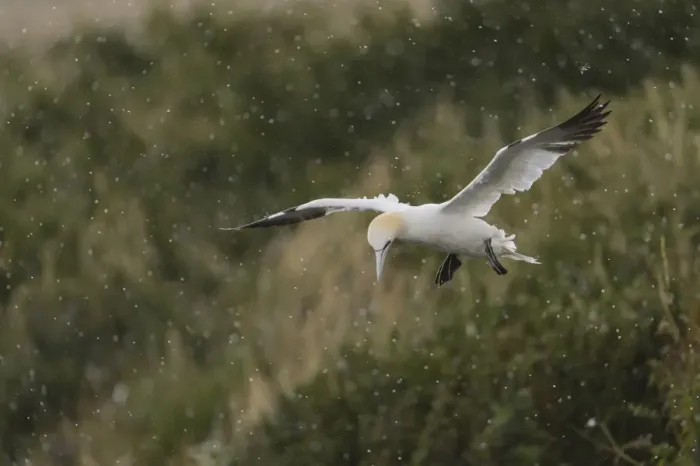 Framed Print : Northern Gannet (Morus bassanus) adult, in flight, coming in to land during rainfall, Bempton Cliffs RSPB Reserve Framed Print : Northern Gannet (Morus bassanus) adult, in flight, coming in to land during rainfall, Bempton Cliffs RSPB Reserve