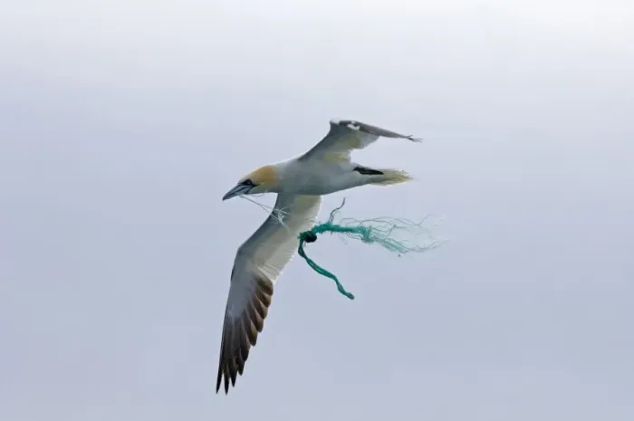 Framed Print : Northern Gannet (Morus bassanus) adult, in flight, carrying fishing net rope for nesting material, Noss, Shetland Islands, Scotland, may Framed Print : Northern Gannet (Morus bassanus) adult, in flight, carrying fishing net rope for nesting material, Noss, Shetland Islands, Scotland, may