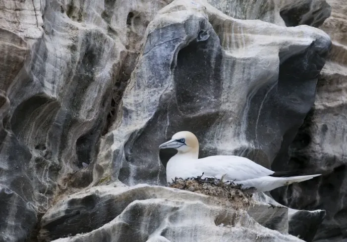 Framed Print : Northern Gannet (Morus bassanus) adult, sitting at nest on cliff ledge, Noss, Shetland Islands, Scotland, june
