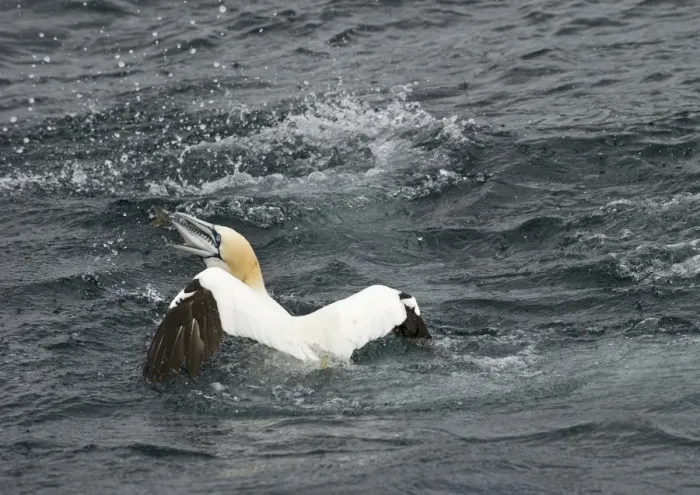 Framed Print : Northern Gannet (Morus bassanus) adult, fishing, with mackerel in beak, Shetland Islands, Scotland, june Framed Print : Northern Gannet (Morus bassanus) adult, fishing, with mackerel in beak, Shetland Islands, Scotland, june