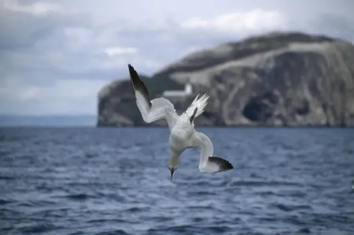 Framed Print : Northern Gannet (Morus bassanus) adult, in flight, diving for fish, North Sea Framed Print : Northern Gannet (Morus bassanus) adult, in flight, diving for fish, North Sea