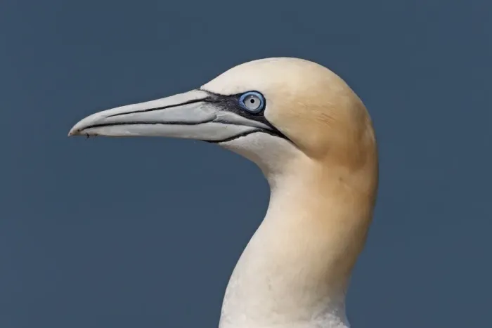 Framed Print : Northern Gannet (Morus bassanus) adult, close-up of head, Northumberland, England, july Framed Print : Northern Gannet (Morus bassanus) adult, close-up of head, Northumberland, England, july