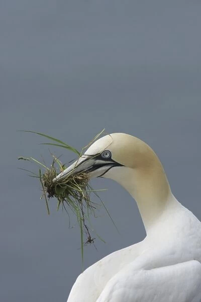 Northern Gannet (Morus bassanus) adult, close-up of head and neck, with nesting material in beak