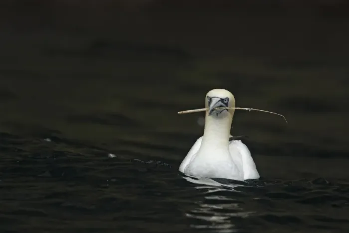 Framed Print : Northern Gannet (Morus bassanus) adult, swimming at sea, with nesting material in beak, Shetland Islands, Scotland Framed Print : Northern Gannet (Morus bassanus) adult, swimming at sea, with nesting material in beak, Shetland Islands, Scotland