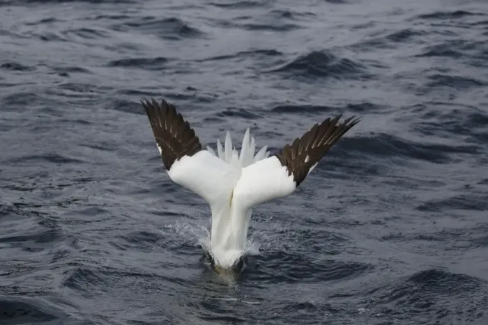 Framed Print : Northern Gannet (Morus bassanus) adult, diving for fish at sea, Shetland Islands, Scotland, June Framed Print : Northern Gannet (Morus bassanus) adult, diving for fish at sea, Shetland Islands, Scotland, June