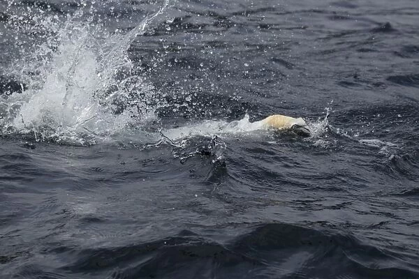 Northern Gannet (Morus bassanus) adult, diving for fish at sea, Shetland Islands, Scotland, June