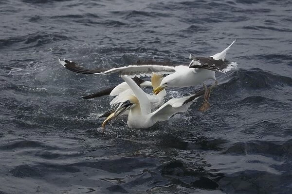 Northern Gannet (Morus bassanus) adult, with fish in beak being harrassed by Great Black-backed Gull (Larus marinus)