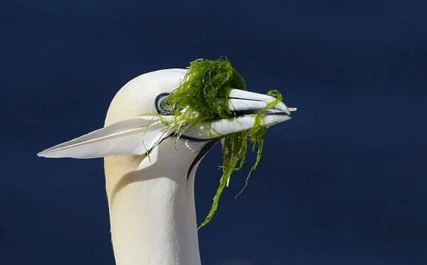 Northern Gannet (Morus bassanus) adult, close-up of head, collecting feather and seaweed in beak for nesting material