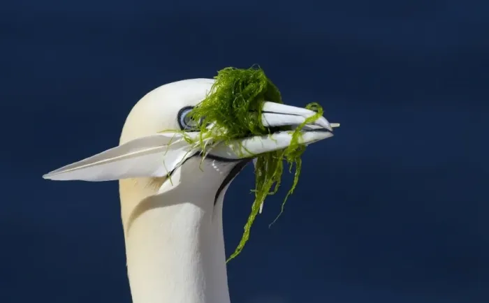 Framed Print : Northern Gannet (Morus bassanus) adult, close-up of head, collecting feather and seaweed in beak for nesting material Framed Print : Northern Gannet (Morus bassanus) adult, close-up of head, collecting feather and seaweed in beak for nesting material
