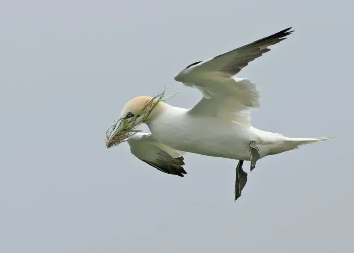 Framed Print : Northern Gannet (Morus bassanus) adult, in flight, with nesting material in beak, Bempton Cliffs RSPB Reserve, Bempton Framed Print : Northern Gannet (Morus bassanus) adult, in flight, with nesting material in beak, Bempton Cliffs RSPB Reserve, Bempton