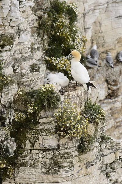 Northern Gannet (Morus bassanus) adult and chick, at nest on cliff ledge, Bempton Cliffs RSPB Reserve, Bempton