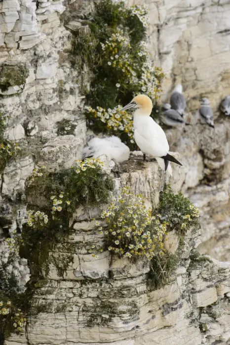 Framed Print : Northern Gannet (Morus bassanus) adult and chick, at nest on cliff ledge, Bempton Cliffs RSPB Reserve, Bempton Framed Print : Northern Gannet (Morus bassanus) adult and chick, at nest on cliff ledge, Bempton Cliffs RSPB Reserve, Bempton