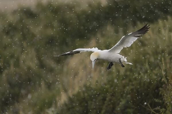 Northern Gannet (Morus bassanus) adult, in flight, coming in to land during rainfall, Bempton Cliffs RSPB Reserve